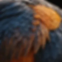 A close-up of a pet bird's wing showing signs of injury.