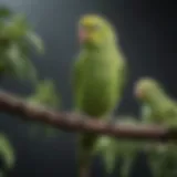 A healthy parakeet perched on a branch