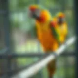 Colorful parrot perched on a well-maintained cage tray