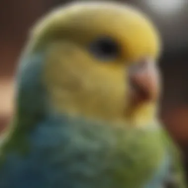 A detailed view of a budgerigar exhibiting bobbing behavior