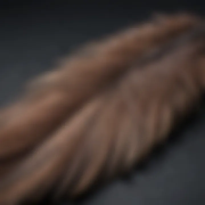 A close-up of a bird's feather resting on a soft surface