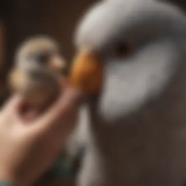 Close-up of a veterinarian examining a pet bird