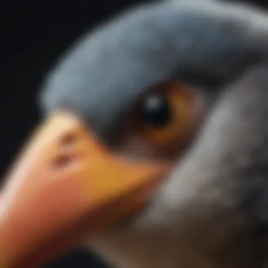 Close-up of a pet bird's beak during regurgitation.