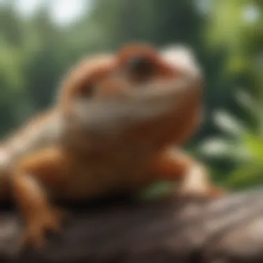 Bearded dragon basking while observing surroundings