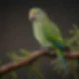 Vibrant Quaker parrot perched on a branch