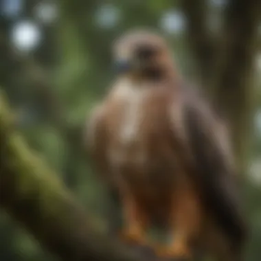 A close-up of a hawk perched on a tree branch, showcasing its sharp talons