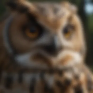 An owl in a dark forest, highlighting its distinctive facial features