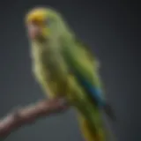 A parakeet sitting on a perch displaying drooping feathers