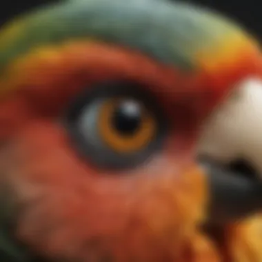 Close-up of a parrot's beak and eye, highlighting its intelligence and character