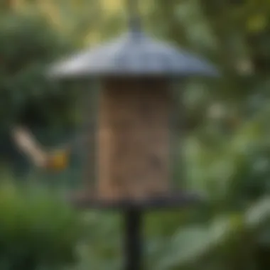 An illustration demonstrating the correct installation of a suet feeder with a cage in a backyard setting.