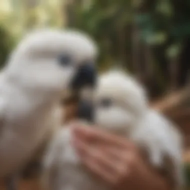 Hand holding a baby cockatoo illustrating age factor