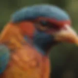 A diverse selection of bird species showcasing their unique colors and characteristics.