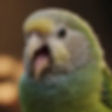 A close-up of a budgerigar vocalizing.