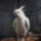 Spacious cage design for umbrella cockatoos showcasing varied levels and perches