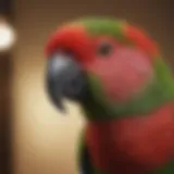 Vibrant plumage of a male Eclectus parrot showcasing its unique coloration