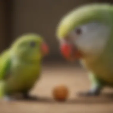 A close-up of a monk parakeet interacting with a toy, highlighting its curious nature.