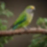 A vibrant monk parakeet perched on a branch, showcasing its green plumage.