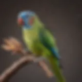 A colorful parakeet perched on a finger, showcasing its vibrant feathers