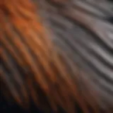 A close-up of a bird's wing feathers illustrating their delicate structure