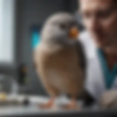 A veterinarian examining a pet bird