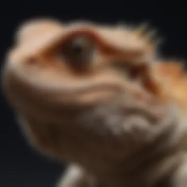 A close-up of a bearded dragon being examined for health checks.