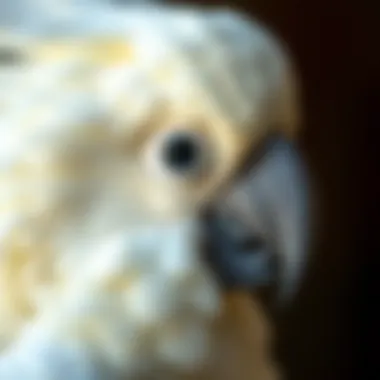 A close-up of a white cockatoo displaying its vibrant feathers and expressive eyes.