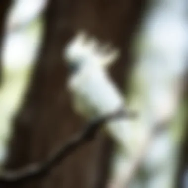 A white cockatoo perched elegantly on a branch showcasing its magnificent crest.