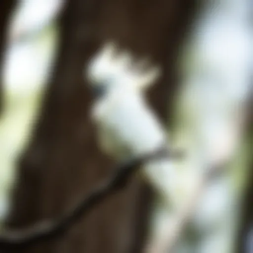 A white cockatoo perched elegantly on a branch showcasing its magnificent crest.