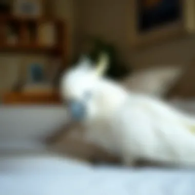 A serene white cockatoo resting comfortably in a home setting, illustrating companionship.