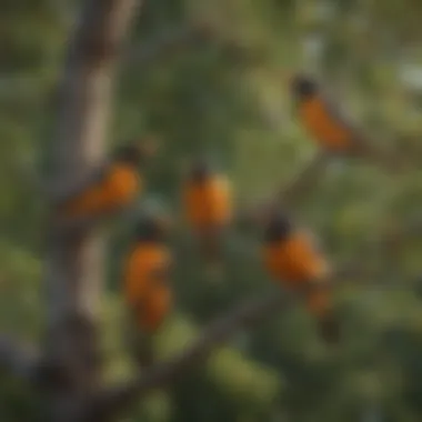 Group of orioles socializing in a tree