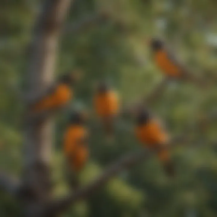 Group of orioles socializing in a tree