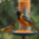 Vibrant oriole perched on a colorful feeder