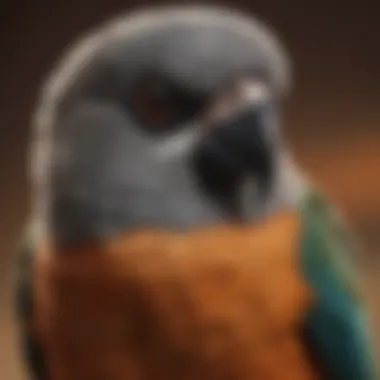 A close-up view of a pet bird wearing a band.