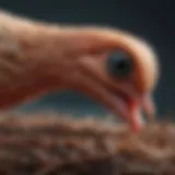 Common types of worms that affect pet birds
