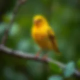 A vibrant canary perched on a branch, showcasing its bright yellow plumage.