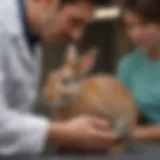 A rabbit receiving a vaccine from a veterinarian