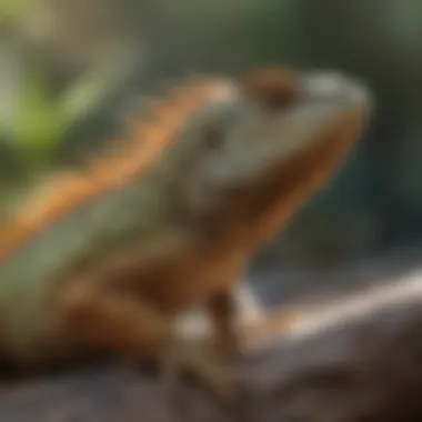 An iguana basking under the warm sun, displaying its unique adaptations