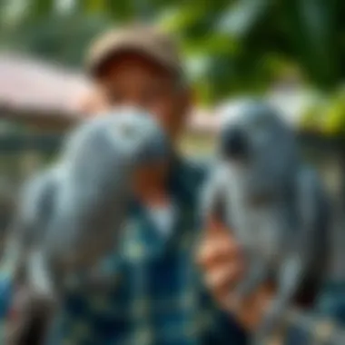 Reputable breeder showcasing African Grey Parrots