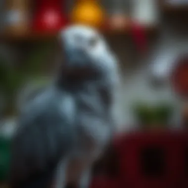 Caring for an African Grey Parrot at home