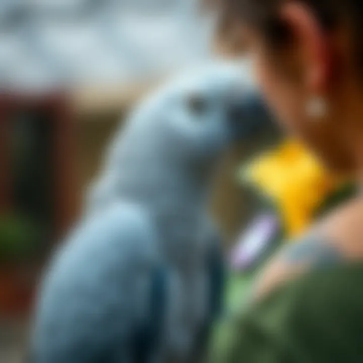 African Grey Parrot interacting with a rescue volunteer