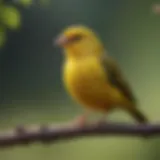 Colorful canary perched on a branch